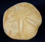 Astrolampas depressus (AGASSIZ in AGASSIZ & DESOR 1847) - Bild &copy; FossNet FossilienStore